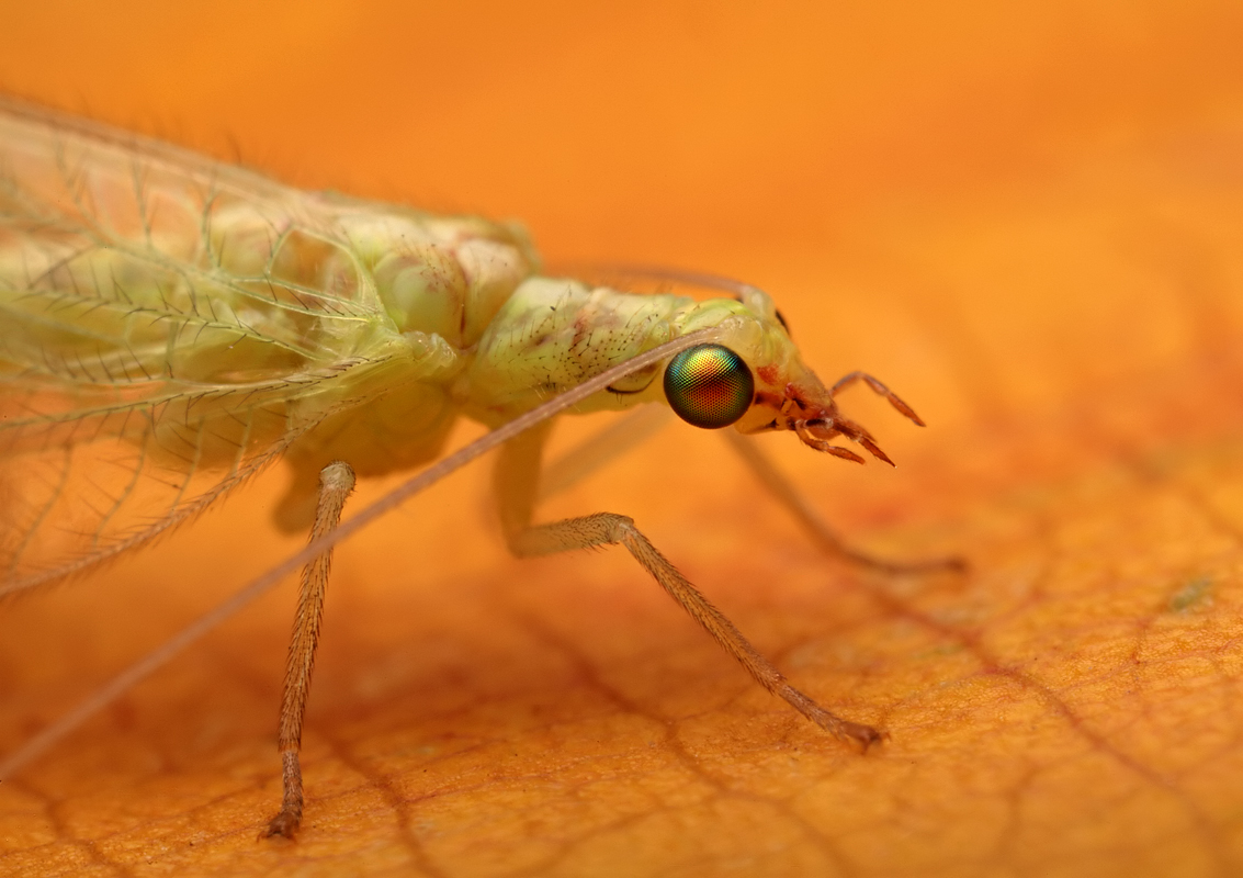 Green Lacewing